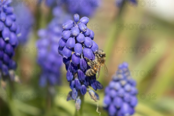 European honey bee (Apis mellifera) adult insect feeding a garden blue Grape hyacinth or muscari