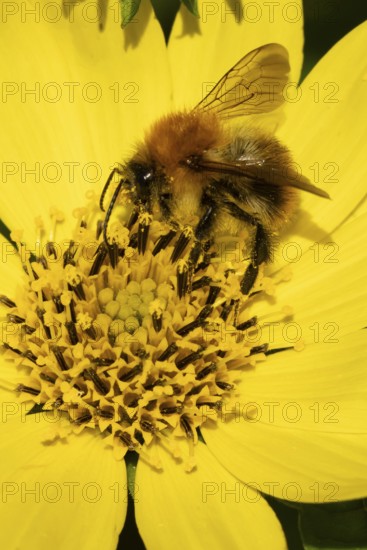 Common carder bumblebee (Bombus pascuorum) adult bee insect feeding a garden yellow Cosmos flower