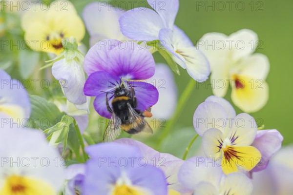 Buff tailed bumblebee (Bombus terrestris) adult bee insect feeding on a garden pansy or viola