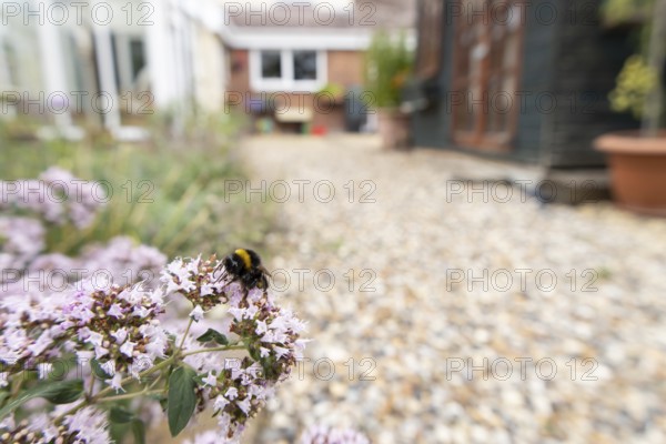 Buff tailed bumblebee (Bombus terrestris) adult bee insect feeding on a garden Wild marjoram or