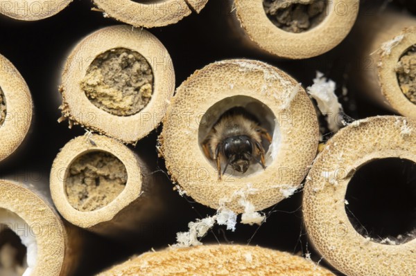 Red mason bee (Osmia bicornis) adult insect emerging from a hole on a bee or bug hotel in summer,