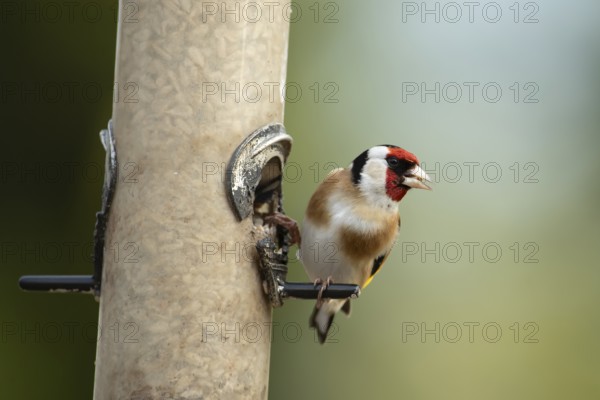 European goldfinch (Carduelis carduelis) adult bird on a garden bird feeder filled with sunflower