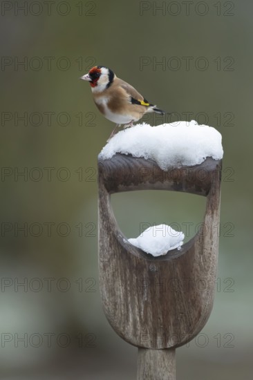 European goldfinch (Carduelis carduelis) adult garden bird on a snow covered fork handle in winter,