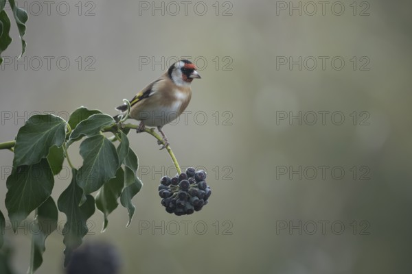 European goldfinch (Carduelis carduelis) adult garden bird on an Ivy tree branch in winter,