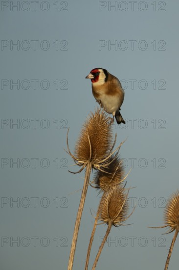 European goldfinch (Carduelis carduelis) adult bird on a Teasel seedhead in winter, RSPB Frampton
