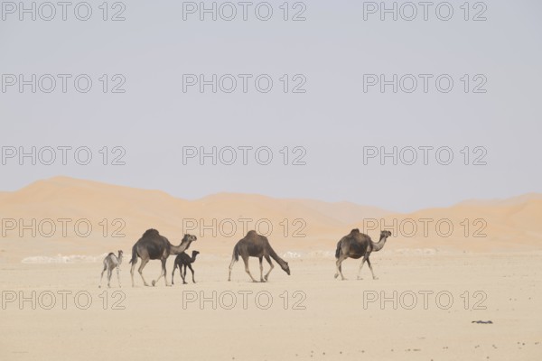 Dromedary (Camelus dromedarius), camels, in desert, Rhub al Khali, Empty Quarter, Emtpy Quarter,