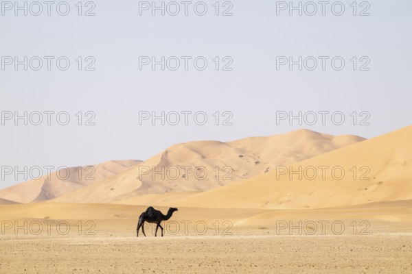 Dromedary (camel) in front of sand dunes in the Rhub al Khali desert, Empty Quarter, largest sand