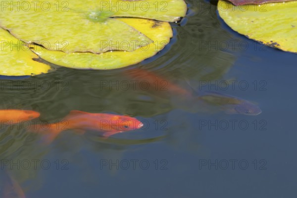 Common goldfish (Carassius auratus) adult fish in a garden pond, England, United Kingdom