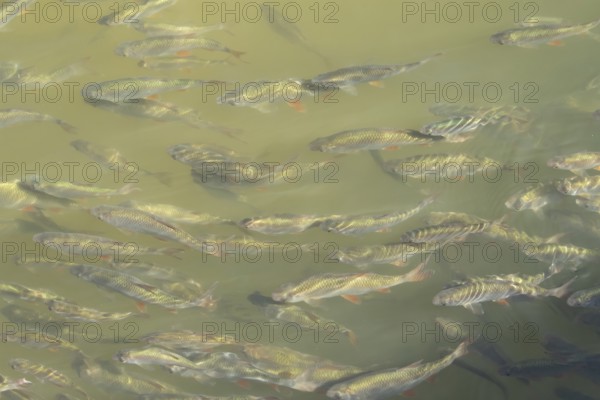Common roach (Rutilus rutilus) adult fish in a shoal in a garden pond, England, United Kingdom