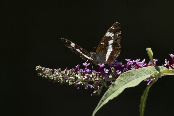 White admiral butterfly (Limenitis camilla) adult insect feeding on a garden purple Buddleja flower