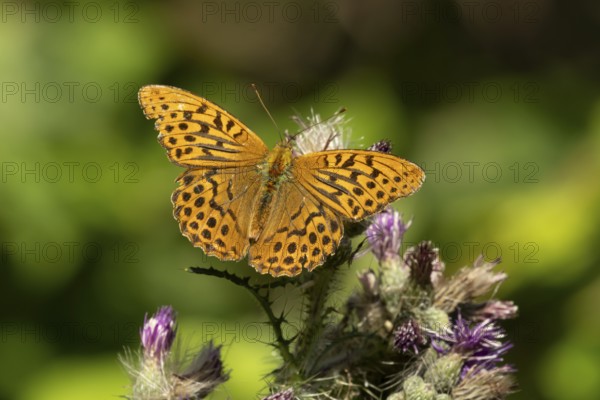 Silver-washed fritillary butterfly (Argynnis paphia) adult insect feeding on a thistle flower in