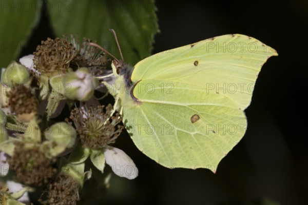Brimstone butterfly (Gonepteryx rhamni) adult male insect feeding on a Bramble flower in summer,