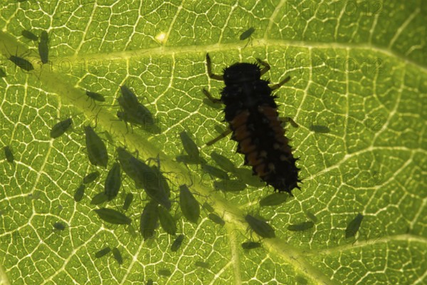 Harlequin ladybird or ladybug (Harmonia axyridis) adult insect larva and Plum aphid (Hyalopterus