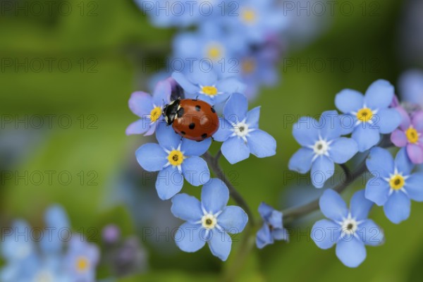 Seven-spot ladybird or ladybug (Coccinella septempunctata) adult insect on a garden Forget-me-not