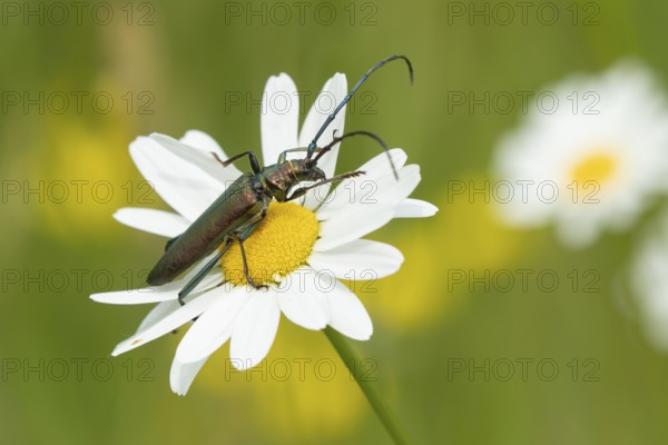 Thick-legged flower beetle (Oedemera nobilis) adult insect on an Oxeye daisy flower in summer,