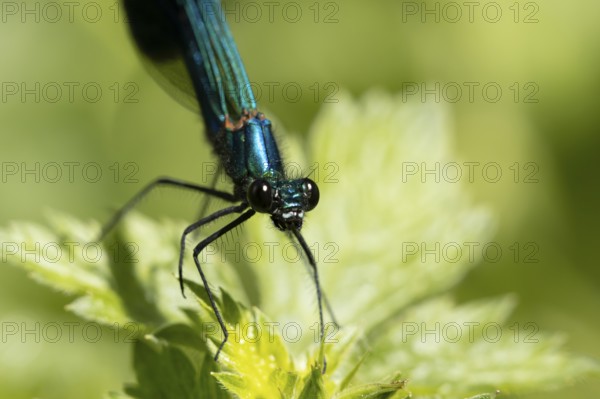 Banded demoiselle damselfly (Calopteryx splendens) adult male insect on a plant leaf in summer,