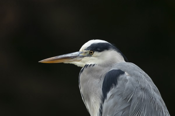 Grey heron (Ardea cinerea) adult bird head portrait, England, United Kingdom