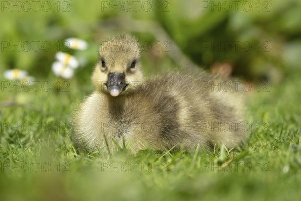 Greylag goose (Anser anser) juvenile baby gosling bird head sitting on grass in summer, England,