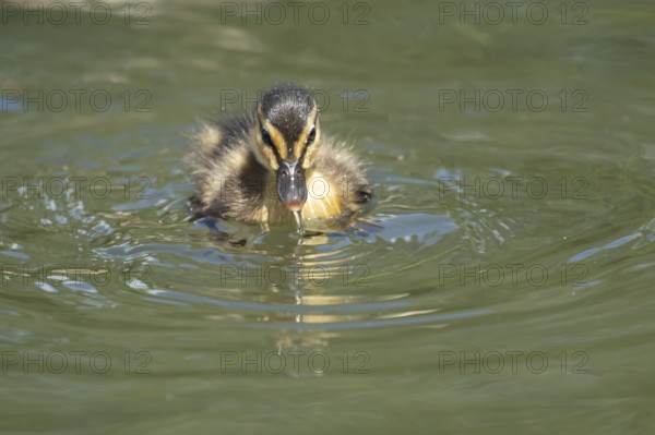 Mallard duck (Anas platyrhynchos) juvenile baby duckling bird on the water of a lake in summer,