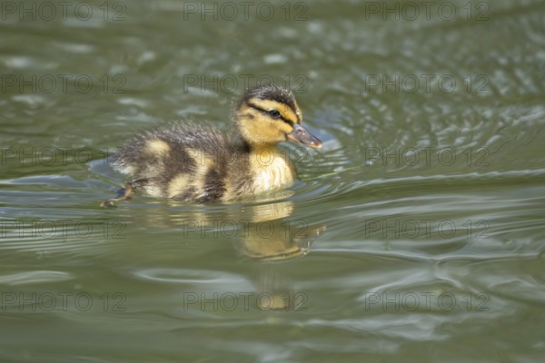 Mallard duck (Anas platyrhynchos) juvenile baby duckling bird swimming on the water of a lake in