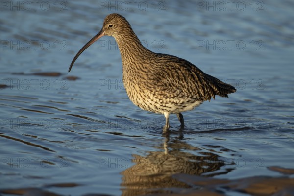 Eurasian curlew (Numenius arquata) adult wader bird searching for food in shallow coastal water,