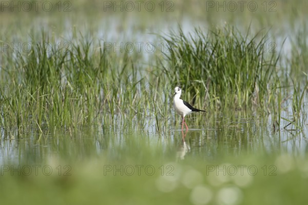 Black winged stilt (Himantopus himantopus) adult wader bird in the shallow water of a lagoon in