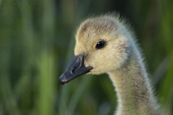 Greylag goose (Anser anser) juvenile baby gosling bird head portrait in summer, England, United