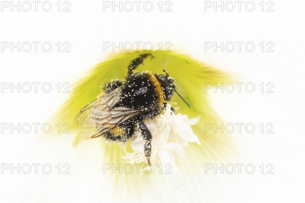Buff tailed bumblebee (Bombus terrestris) adult bee insect feeding on a garden Hollyhock flower in