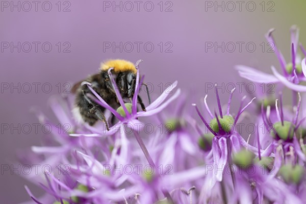 Tree bumblebee (Bombus hypnorum) adult bee insect feeding on a garden purple Allium flower in