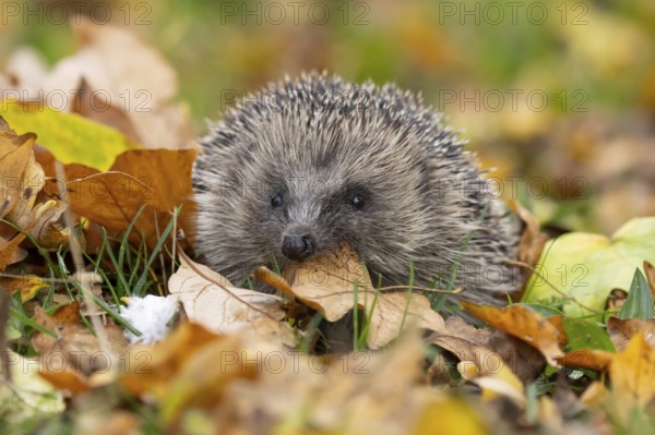 European hedgehog (Erinaceus europaeus) adult animal carrying a leaf in its mouth for bedding