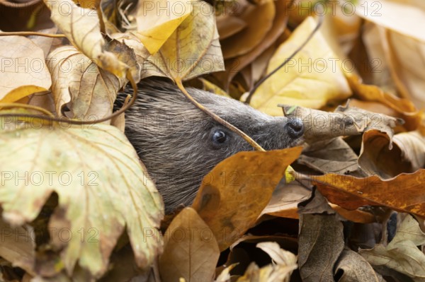 European hedgehog (Erinaceus europaeus) adult animal emerging from a pile of fallen autumn leaves