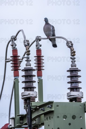 Pigeon sits on a power cable for traction power, mast with a circuit breaker for switching