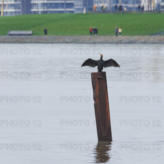 A cormorant (Phalacrocoracidae) stands on a steel stake and dries its wings in the background of