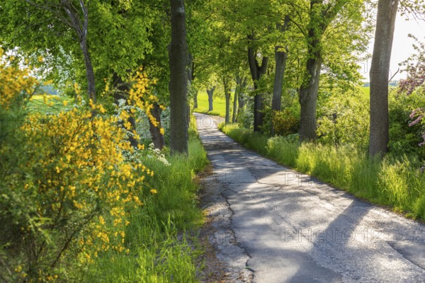 Small road with alley and blooming shrubs near Weissenberg, Upper Lusatia, Saxony, Germany