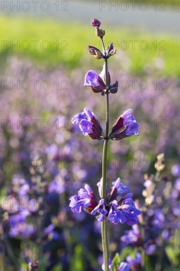 Common sage (Salvia officinalis) in bloom, Saxony, Germany