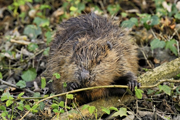Eurasian beaver, European beaver (Castor fibre), eating leaves on the bank of a stream, Canton Zug,