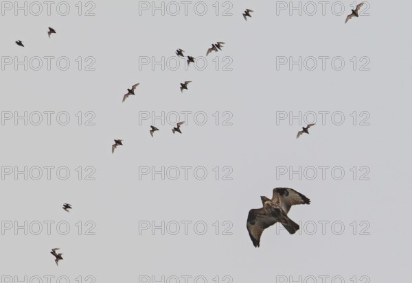 Wrinkle-lipped Bulldog Bat (Chaerephon plicatus), Wrinkle-lipped Free-tailed Bat, large flock