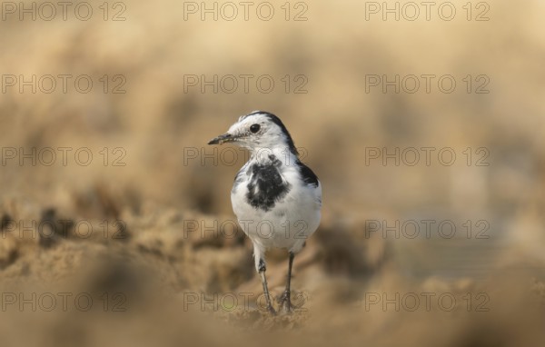 A white wagtail (Motacilla alba) stands on the ground against a blurred background, Sreepur,