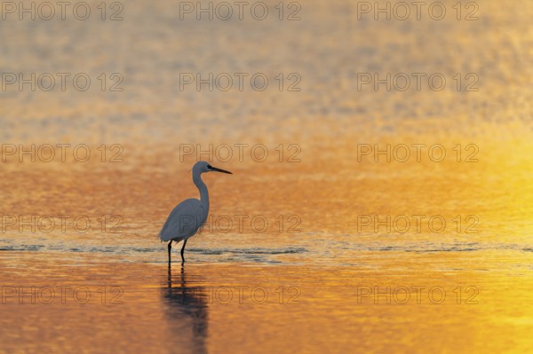 Great White Egret (Ardea alba) foraging in the water, Oman