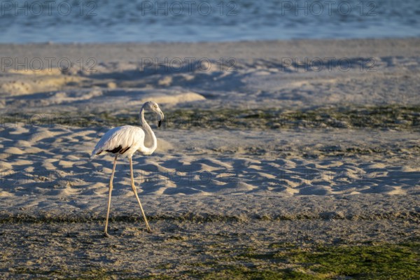 Flamingo (Phoenicopteridae) foraging, Oman