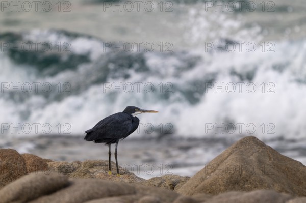 Great Egret (Egretta gularis) sitting on rocks, Oman