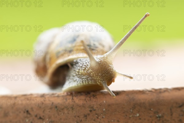 Garden snail (Cornu aspersum) adult gastropod molluscs on a garden plant pot in summer, England,