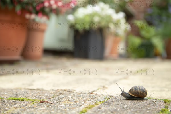 Garden snail (Cornu aspersum) adult gastropod molluscs on a garden patio in summer, England, United