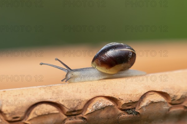 Striped snail (Cernuella virgata) adult gastropod molluscs on a garden plant pot in summer,