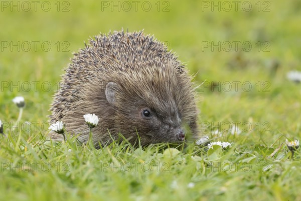 European hedgehog (Erinaceus europaeus) adult animal on a garden grass lawn with flowering daisey
