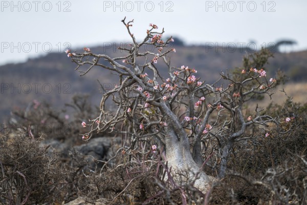 Desert rose (Adenium obesum), Oman