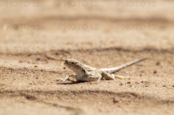 Gecko (Gekkonidae) in desert, Rhub al Khali, Oman