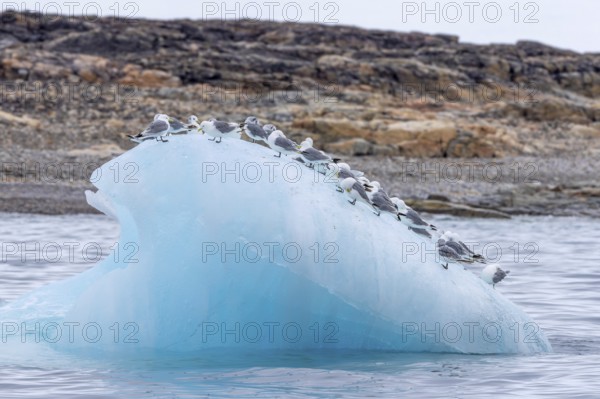 Black-legged kittiwakes (Rissa tridactyla) flock in breeding plumage resting on ice floe in the