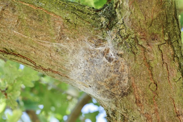 Oak processionary moth (Thaumetopoea processionea), web nest on tree trunk, North Rhine-Westphalia,