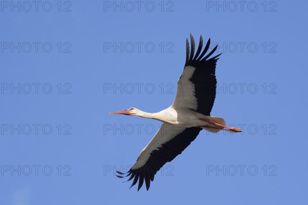 White stork (Ciconia ciconia), flying, Algarve, Portugal